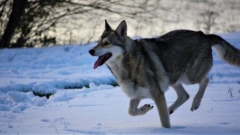 Which Type of Wolf Breed Are You According to Your Zodiac Sign