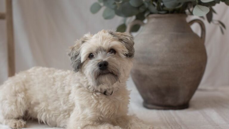 The 10 Best Lapdog Breeds For Senior Women