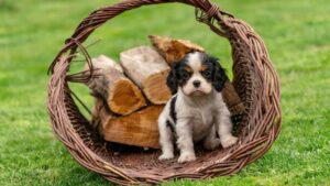 9 Dog Breeds That Will Always Stay Emotionally Attached To You Till Their Last Day