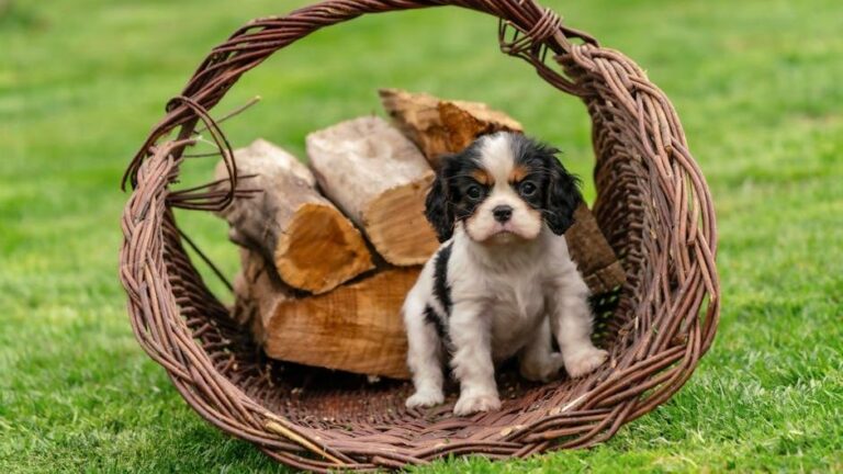 9 Dog Breeds That Will Always Stay Emotionally Attached To You Till Their Last Day