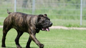 10 Large Dog Breeds Too Dangerous to Keep as Family Pets According to Vets