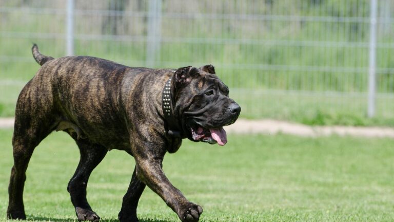 10 Large Dog Breeds Too Dangerous to Keep as Family Pets According to Vets