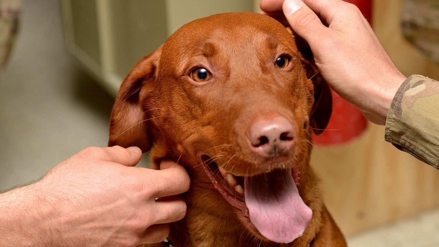 10 Heartbreaking Moments Senior Dog Owners Learn to Recognize Too Late