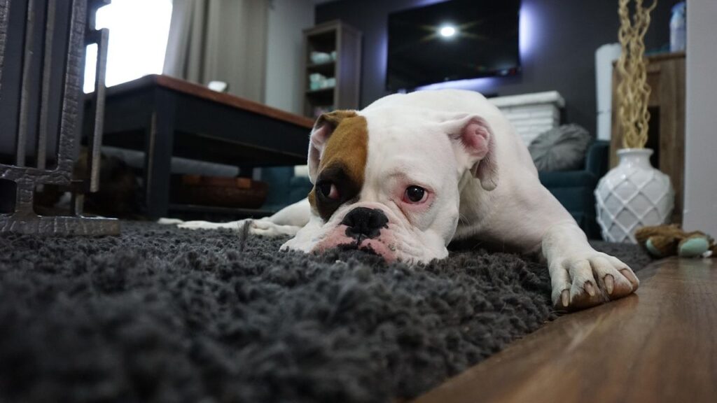 12 Behaviors That Reveal Your Dog Is Emotionally Exhausted