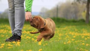 15 Things Dogs Do Differently When They Sense Time Is Changing