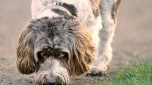 14 Small Signs Your Dog Is Trying Not to Worry You