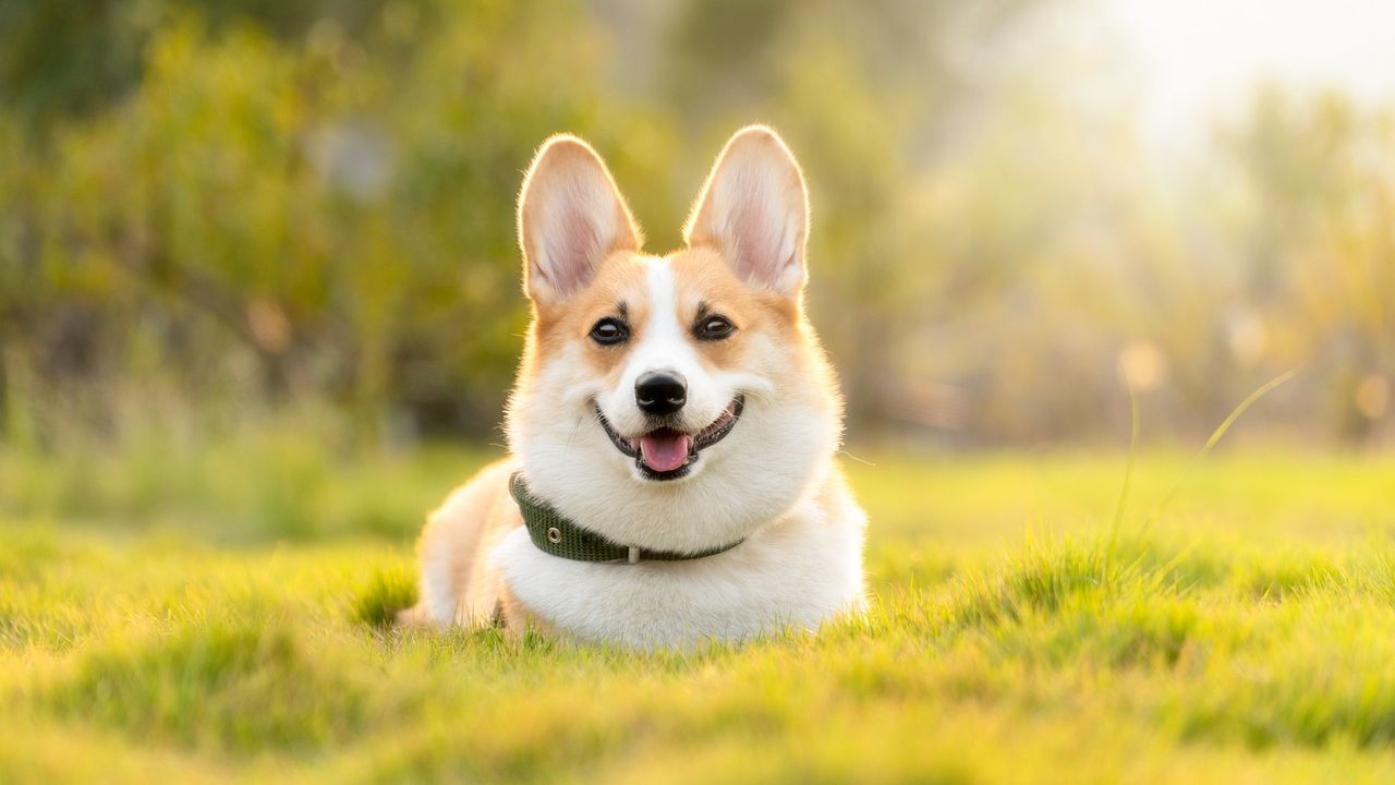 10 Dog Breeds That Will Never Leave Your Side When You're Sick