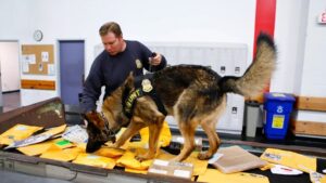 How Dogs Can Sense When You're Going to Get Sick