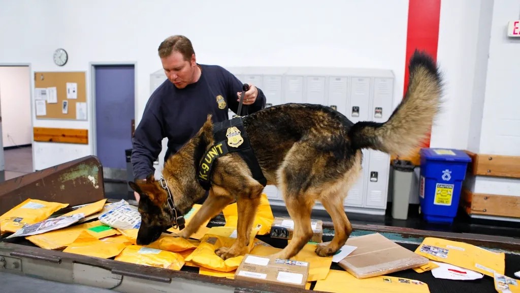 How Dogs Can Sense When You're Going to Get Sick