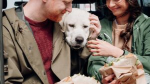 14 Ways Dogs Show Loyalty That Humans Often Overlook Completely