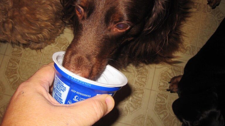 10 Healthy Additions to Your Dog's Diet That Vets Often Recommend
