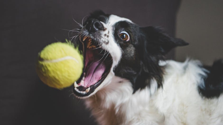 10 Signs Your Dog Is Overstimulated and Needs a Break