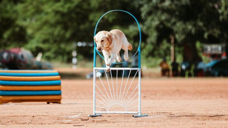12 Simple Training Games Dogs Learn From Quickly