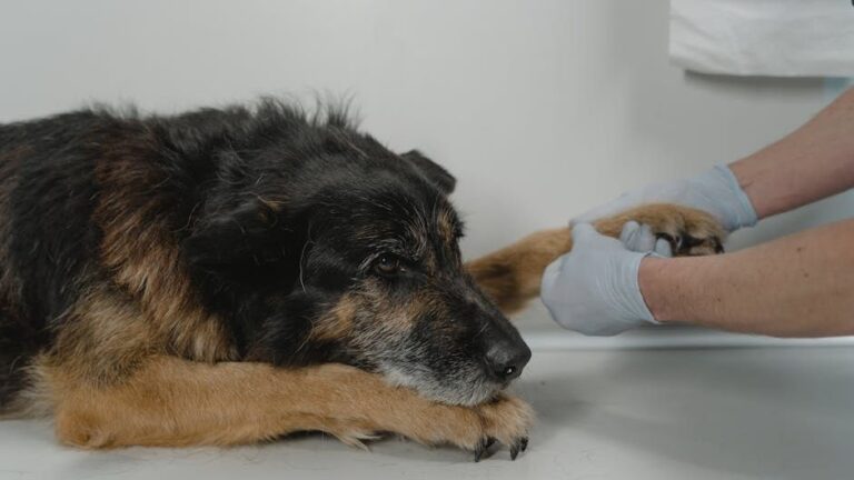 12 Common Causes of Behavioral Changes in Dogs