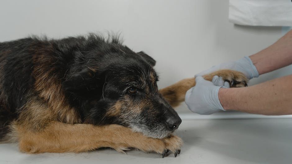 12 Common Causes of Behavioral Changes in Dogs