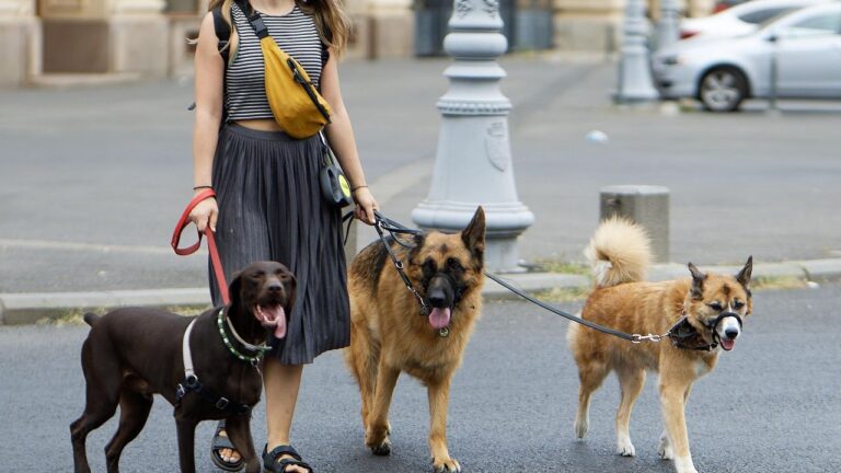 5 Tips for Finding a Great Dog Walker