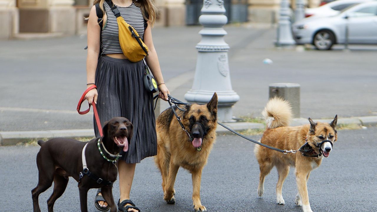 5 Tips for Finding a Great Dog Walker