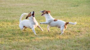 Why Does My Dog Chase Its Tail?
