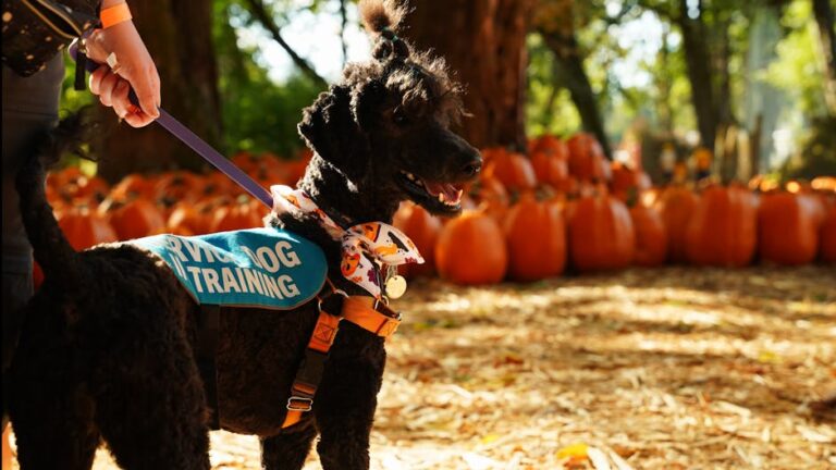 7 Dog Breeds That Refuse to Leave Their Owner's Side During a Medical Emergency