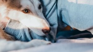 Why Your Dog Follows You to the Bathroom (The Real Reason Will Surprise You)