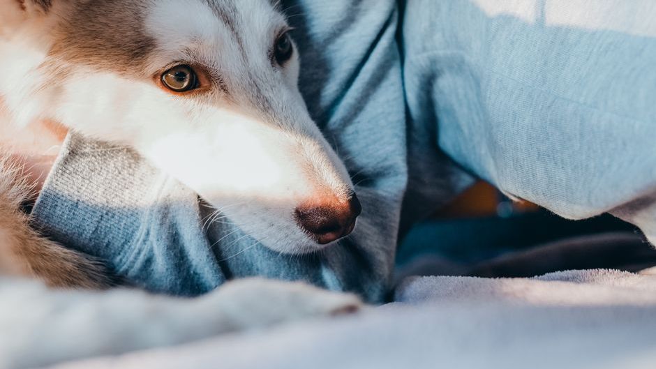 Why Your Dog Follows You to the Bathroom (The Real Reason Will Surprise You)
