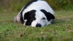 12 Silent Behaviors That Mean Your Dog Is Dying and Hiding It From You