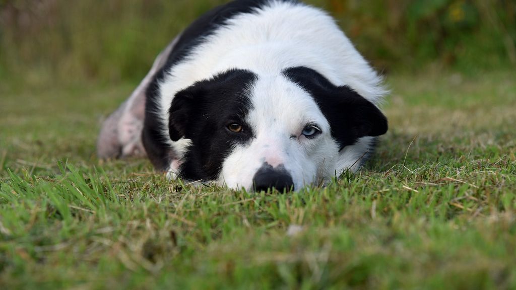 12 Silent Behaviors That Mean Your Dog Is Dying and Hiding It From You