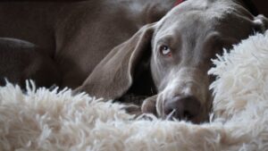 Why Veterinarians Warn Against These 6 'Family-Friendly' Dog Breeds
