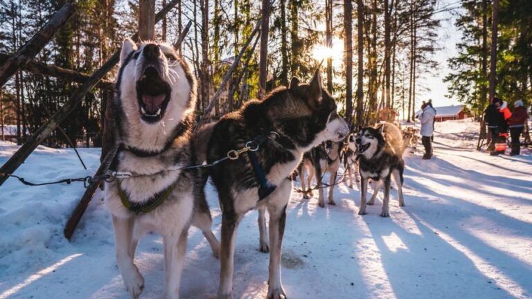 Why Huskies Scream Instead of Bark: Veterinary Behaviorists Finally Explain the Haunting Sound
