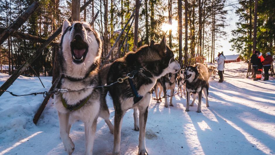 Why Huskies Scream Instead of Bark: Veterinary Behaviorists Finally Explain the Haunting Sound