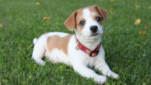 If You're Over 50, Avoid These 8 Dog Breeds No Matter How Cute They Look