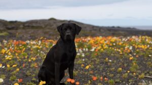 10 Dog Breeds That Will Literally Die of Heartbreak If You Rehome Them