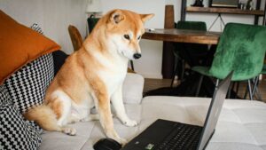 10 Dog Breeds That Will Literally Die of Heartbreak If You Rehome Them