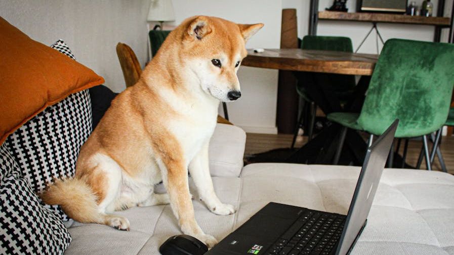 10 Dog Breeds That Will Literally Die of Heartbreak If You Rehome Them