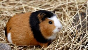 12 Pets That Help Retirees Feel Less Lonely Without Creating Major Expenses