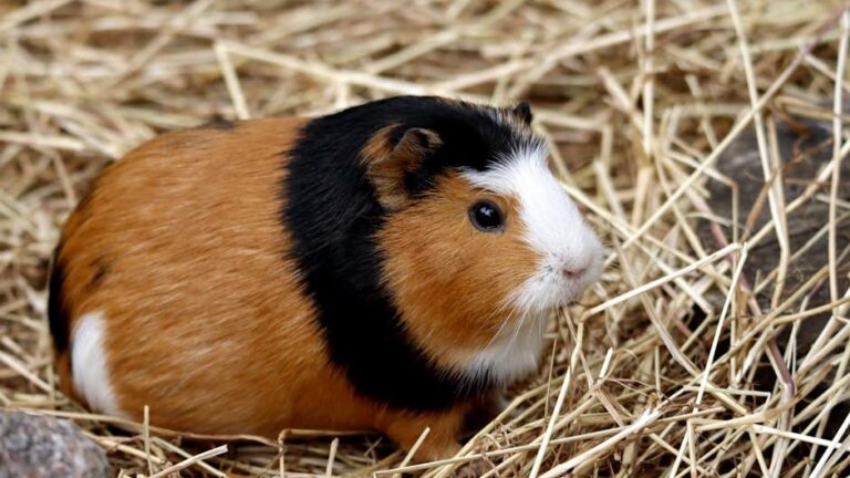 12 Pets That Help Retirees Feel Less Lonely Without Creating Major Expenses
