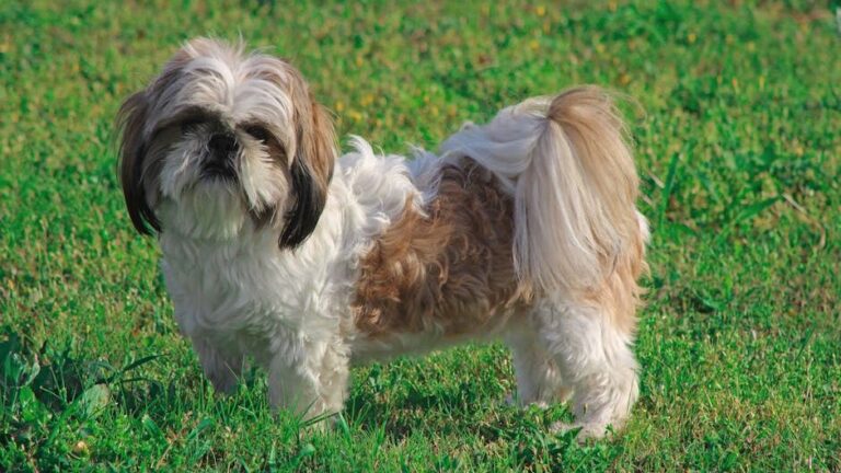 10 Low-Stress Dog Breeds Perfect for Seniors Who Value Peace and Routine