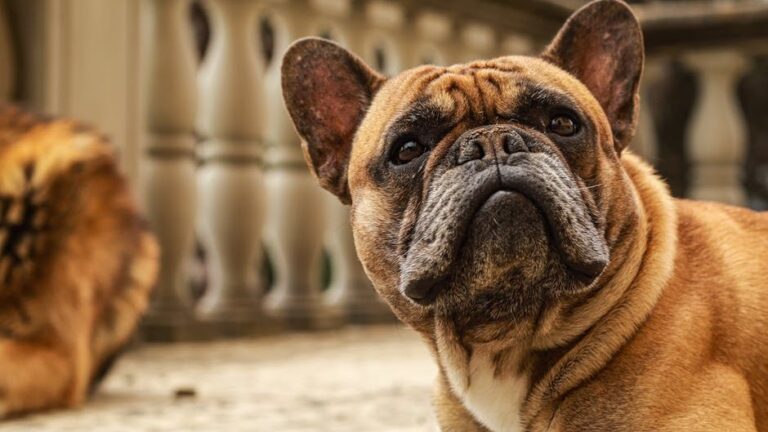 10 Worst Dog Breeds For People Over 50 (And 10 That Would Be Ideal Companions)