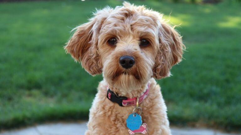 These Are the Calmest Low-Shedding Dog Breeds — Did Yours Make the List?