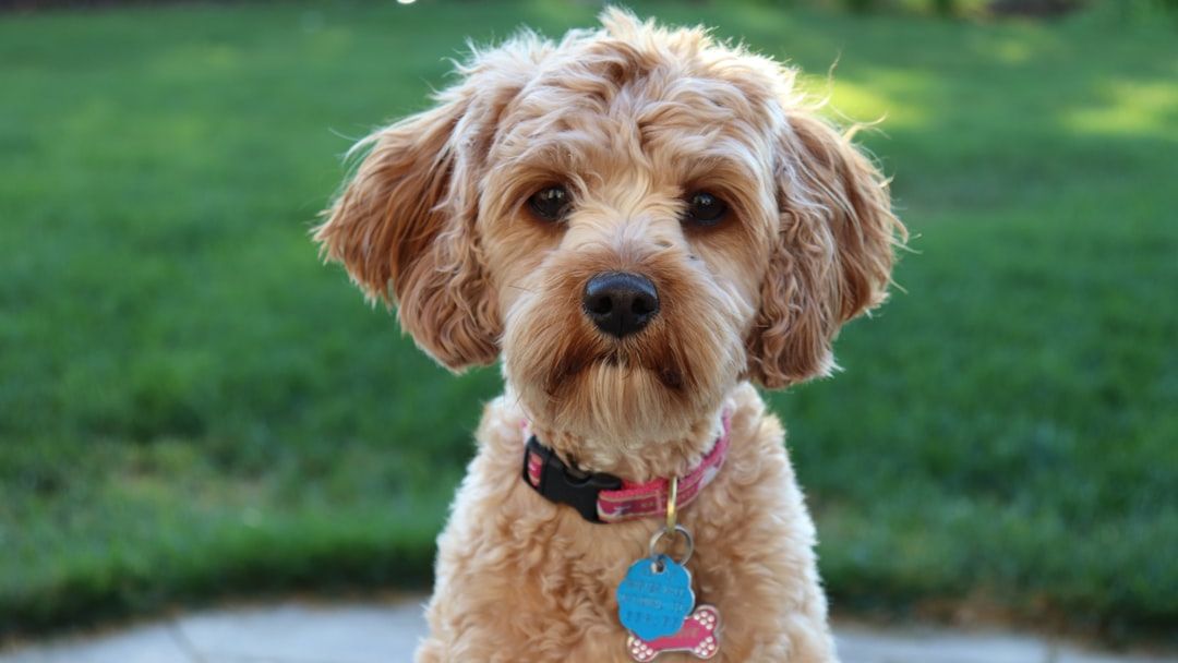 These Are the Calmest Low-Shedding Dog Breeds — Did Yours Make the List?