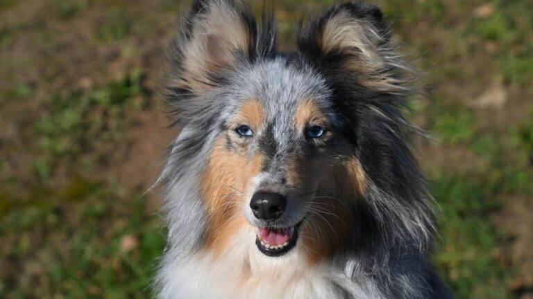 The Fastest Dog Breeds in the World — Did Yours Make the List?