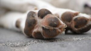 Every Dog Owner Has Wondered This — What It Really Means When Your Dog Won’t Stop Licking Their Paws