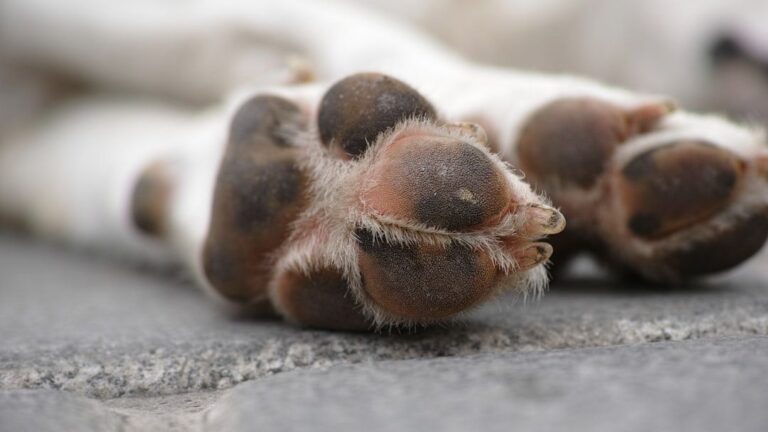 Every Dog Owner Has Wondered This — What It Really Means When Your Dog Won’t Stop Licking Their Paws