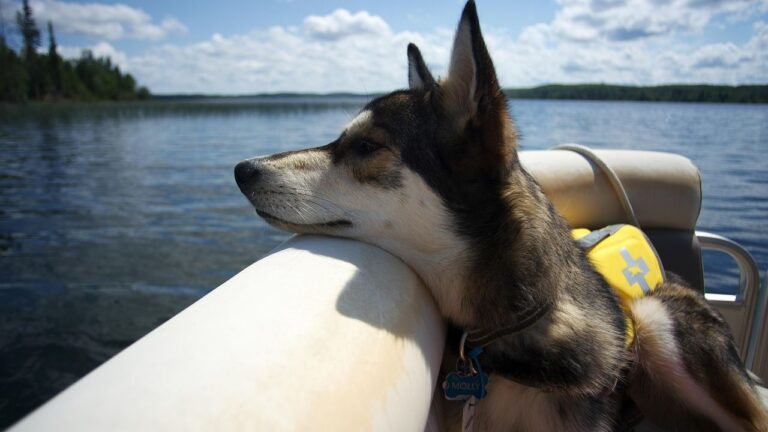 Boating With Pets: Expert Safety Tips for Dogs and Cats at Sea