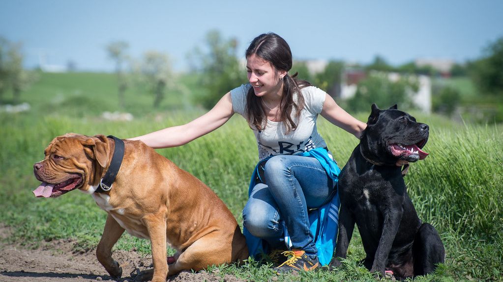 Veterinarians Reveal 9 Dog Breeds That Hide Pain Until It's Almost Too Late