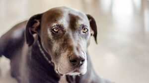 12 Things Your Dog Does in Their Final Week That Most Owners Miss Completely