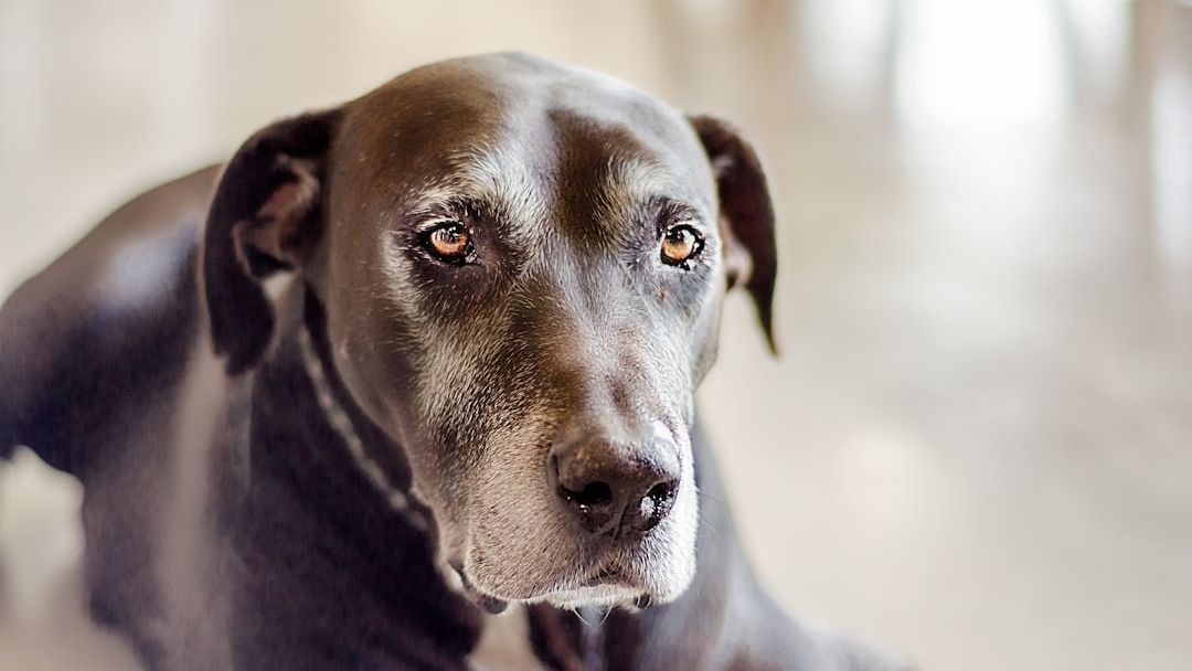 12 Things Your Dog Does in Their Final Week That Most Owners Miss Completely