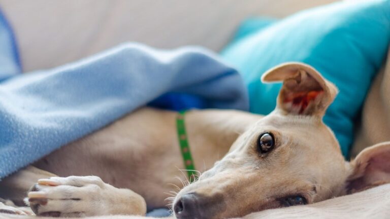 Which Dog Breed Guards Your Soul Based On Your Zodiac Sign