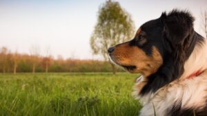Psychology Reveals Why Dogs Stare At You Before They Fall Asleep