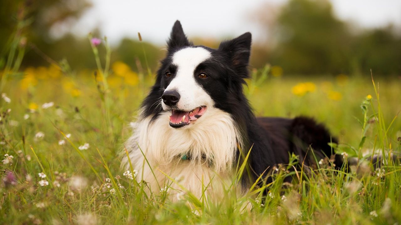 7 Dog Breeds Veterinarians Say Should Never Be Left Home Alone